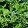 Brunnera macr. 'Jack Frost' Pot 9 cm