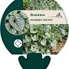 Brunnera macr. 'Jack Frost' Pot 9 cm