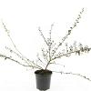 Cotoneaster suec. 'Coral Beauty' Pot 1,5 liter