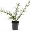 Cotoneaster suec. 'Coral Beauty' Pot 1,5 liter