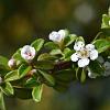 Cotoneaster suec. 'Coral Beauty' Pot 1,5 liter