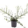 Cotoneaster suec. 'Coral Beauty' Pot 1,5 liter