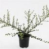 Cotoneaster suec. 'Coral Beauty' Pot 1,5 liter