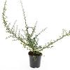 Cotoneaster suec. 'Coral Beauty' Pot 1,5 liter
