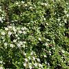 Cotoneaster suec. 'Coral Beauty' Pot 1,5 liter