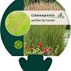 Calamagrostis acut. 'Karl Foerster' Pot 9 cm
