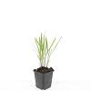 Calamagrostis acut. 'Karl Foerster' Pot 9 cm