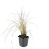 Calamagrostis acut. 'Karl Foerster' Pot 9 cm