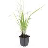 Calamagrostis acut. 'Karl Foerster' Pot 9 cm
