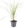 Calamagrostis acut. 'Karl Foerster' Pot 9 cm