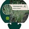Calamagrostis acut. 'Overdam' Pot 9 cm