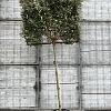 Elaeagnus ebb. 'Compacta' stam 150 cm Leivorm 120x120 (BxH)