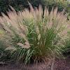 Calamagrostis brachytricha Pot 9 cm