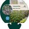 Calamintha n. 'Blue Cloud' Pot 9 cm
