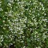 Calamintha n. nepeta Pot 9 cm