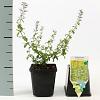 Calamintha n. nepeta Pot 9 cm