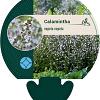 Calamintha n. nepeta Pot 9 cm
