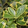 Euonymus jap. Marieke Pot 2 Liter