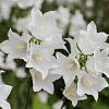 Campanula c. 'Weisse Clips' Pot 9 cm