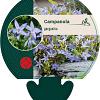 Campanula garganica Pot 9 cm