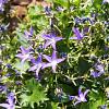 Campanula garganica Pot 9 cm