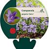 Campanula garganica 'Senior' Pot 9 cm