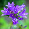 Campanula glom. 'Speciosa' Pot 9 cm