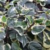 Hedera alg. 'Gloire de Marengo' Pot 2 Liter