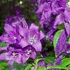 Campanula glom. 'Superba' Pot 9 cm