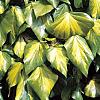 Hedera colchica 'Sulphur Heart' Pot 2 Liter