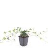 Hedera helix Pot 9 cm