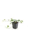 Hedera helix Pot 9 cm
