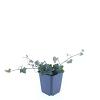 Hedera helix Pot 9 cm