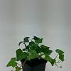 Hedera helix Pot 9 cm