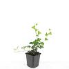 Hedera helix Pot 9 cm