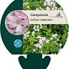 Campanula lact. 'Loddon Anna' Pot 9 cm