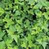 Hedera hel. 'Shamrock' Pot 2 Liter
