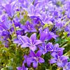 Campanula latifolia macrantha Pot 9 cm