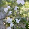 Campanula pers. 'Alba' Pot 9 cm