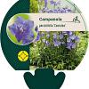 Campanula pers. 'Coerulea' Pot 9 cm