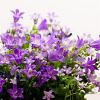 Campanula portenschlagiana Pot 9 cm
