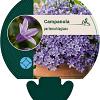 Campanula portenschlagiana Pot 9 cm