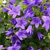 Campanula poscharskyana Pot 9 cm