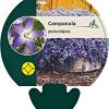 Campanula poscharskyana Pot 9 cm