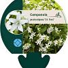 Campanula posch. 'E.H. Frost' Pot 9 cm