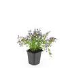 Campanula posch. 'Stella' Pot 9 cm
