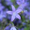 Campanula posch. 'Stella' Pot 9 cm