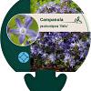 Campanula posch. 'Stella' Pot 9 cm