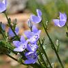 Campanula pyramidalis Pot 9 cm