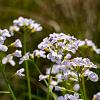 Cardamine pratensis Pot 9 cm